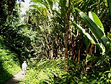 Big Island, Hamakua Coast, Akaka Falls Park
