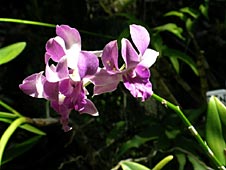 Big Island, Orchid Island, orchids