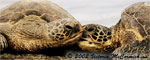 Big Island photography - Sea turtles on Big Island beach - Victoria McCormick