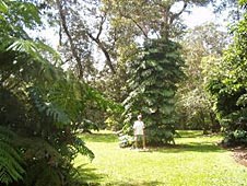 Big Island, Hamakua Coast, Kalopa Park
