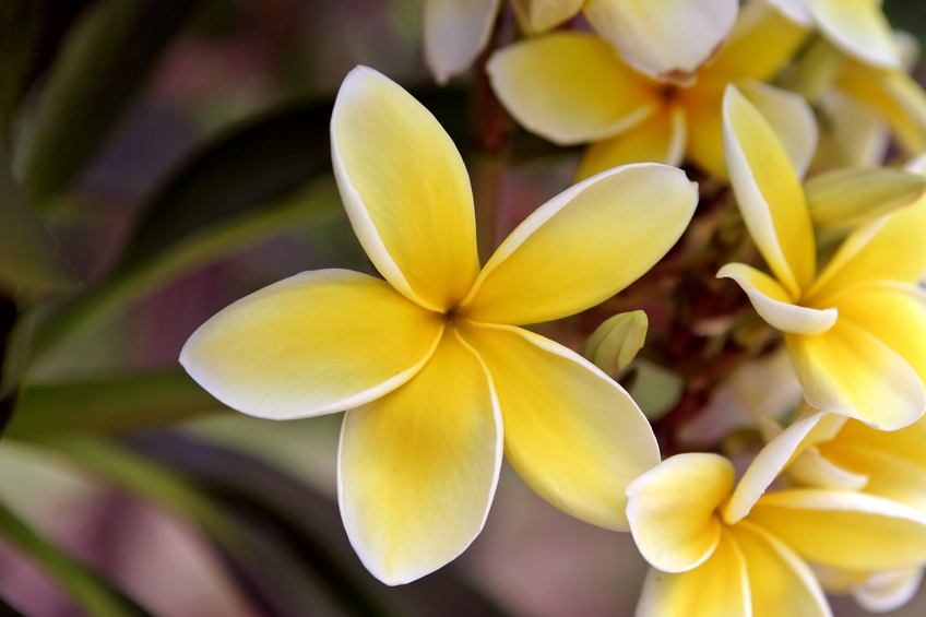 Big Island Vacation Rentals