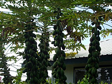 papayas, papaya tree, grow papaya, garden papayas, papaya plant, Hawaii Vacation Rentals, Hawaii Vacation Rentals, Big Island Vacation Rentals, Big Island Hawaii, Kohala Coast, Aloha Vacation Cottages
