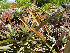 pineapple, white pineapple, Hawaii white pineapple, pineapple plant, Hawaii Vacation Rentals, Hawaii Vacation Rentals, Big Island Vacation Rentals, Big Island Hawaii, Kohala Coast, Aloha Vacation Cottages