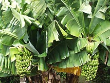 Hawaii Vacation Rentals, Hawaii Vacation Rentals, Big Island Vacation Rentals, Big Island Hawaii, Kohala Coast, Aloha Vacation Cottages