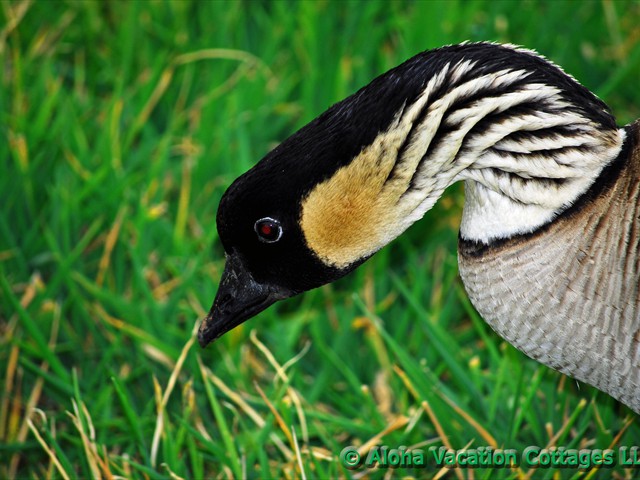 The Nene is the state bird of Hawaii