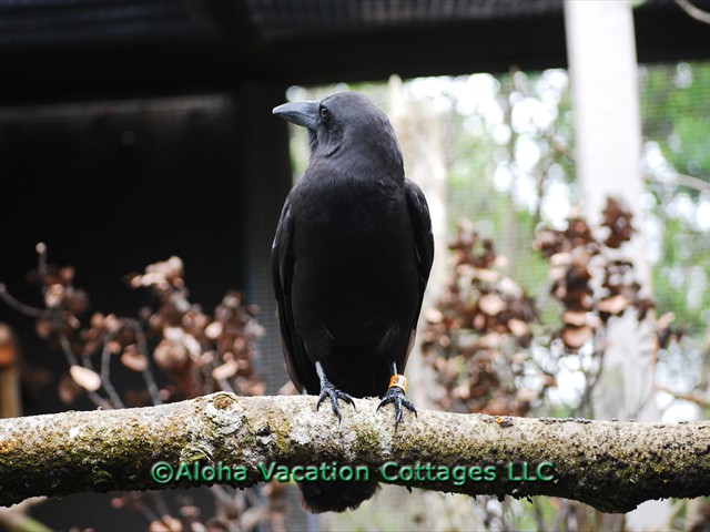 The Hawaiian Crow or ʻAlalā