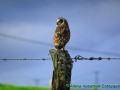 Pueo - The Hawaiian Owl