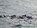 Hawaiian spinner dolphins (Kohala Coast)
