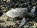 Hawaiian green turtle