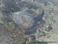 Green sea turtle swimming (Kohala Coast)