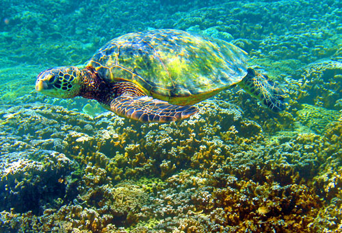Green Sea Turtle - Honu