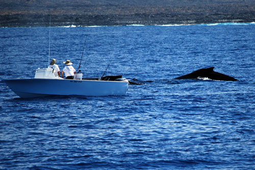 Humpback Whales, Whale waching, Big Island, Hawaii