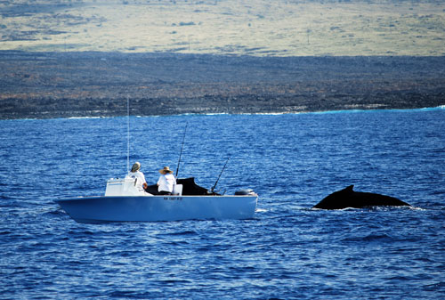 Big Island of Hawaii Fishing and Whale Watching
