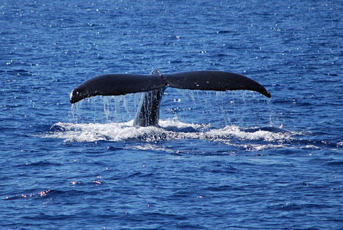 Whale waching, Big Island, Hawaii