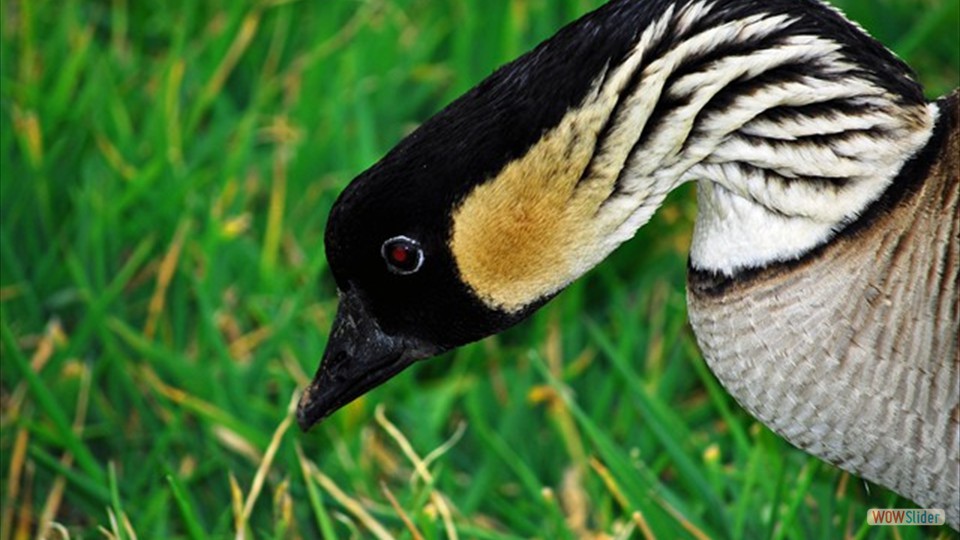 The Nene is the state bird of Hawaii