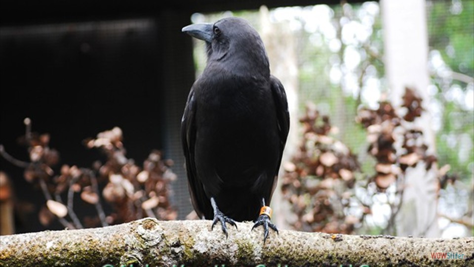 The Hawaiian Crow