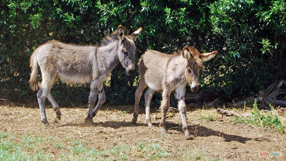 Wild Donkeys of Hawaii