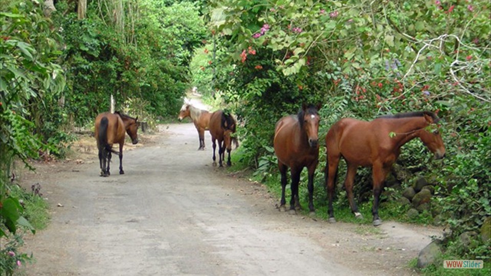 Wild horses in Waipio Valley