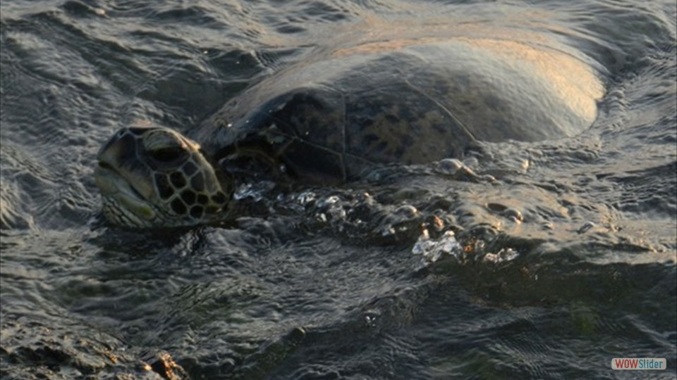 Green sea turtle swimming (Kohala Coast)